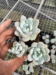 新入荷　冷香群生×54株　多肉植物　抜き苗　エケベリア　セダム　アエオニウム　韓国苗　寄せ植え　詰め合わせ　MT655