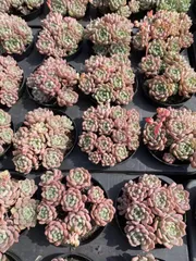 新入荷　キュートバブル群生×36株　多肉植物　抜き苗　エケベリア　セダム　アエオニウム　韓国苗　寄せ植え　詰め合わせ　MT629