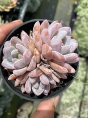 新入荷　オレンジモンロー群生×35株　多肉植物　抜き苗　エケベリア　セダム　アエオニウム　韓国苗　寄せ植え　詰め合わせ　MT683