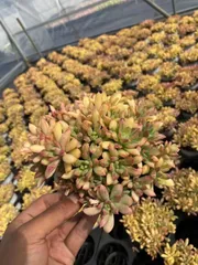 新入荷　マクドガリー×24株　多肉植物　抜き苗　エケベリア　セダム　アエオニウム　韓国苗　寄せ植え　詰め合わせ　MT679