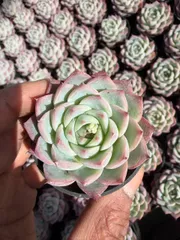 新入荷　ピンククリスタル×54鉢 多肉植物　土鉢づき　エケベリア　セダム　アエオニウム　韓国苗　寄せ植え　詰め合わせ
 MT756