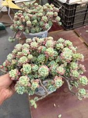 新規オープン記念 カシオ×12株 多肉植物 抜き苗 エケベリア セダム