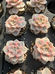 新規オープン記念 ブラックマディバ×30株 多肉植物 抜き苗 エケベリア