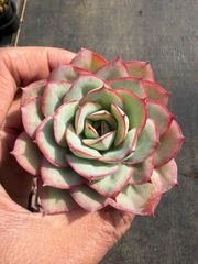 新規オープン記念 アイスラブリーローズ×18株 多肉植物 抜き苗