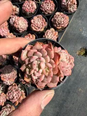 新入荷　カワイイアワ×54鉢 多肉植物　土鉢づき　エケベリア　セダム　アエオニウム　韓国苗　寄せ植え　詰め合わせ
 MT748