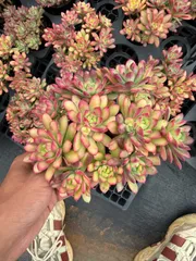 新入荷　マクドガリー×18鉢 多肉植物　土鉢づき　エケベリア　セダム　アエオニウム　韓国苗　寄せ植え　詰め合わせ
 MT725