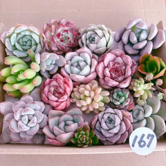 167 多肉植物寄せ植えセット