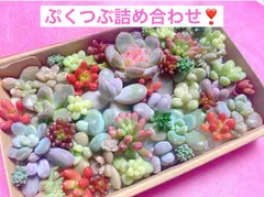 2025年最新】ぷくぷく多肉の人気アイテム - メルカリ