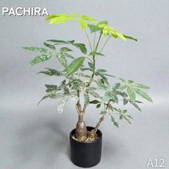 パキラ｜ミルキーウェイ × ムーンライト｜四箇所接木｜無機質用土 ｜A12