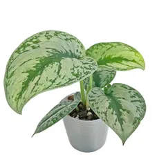 2025年最新】scindapsus スキンダプサスの人気アイテム - メルカリ