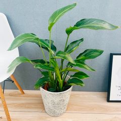 現品］【希少】3番 モンステラ ボルシギアナ オーレア 4号 斑入り 観葉