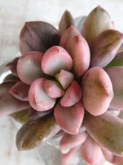 お纏め専用 多肉植物 ❁︎春薔薇錦 新根あり お纏め専用 多肉植物