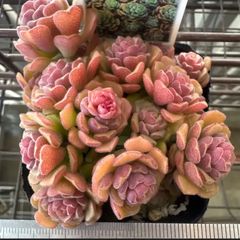 らぴ様専用❣️古都の葉さん苗❣️乙女心×ラウ065❣️札付き❗️多肉