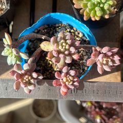 らぴ様専用❣️古都の葉さん苗❣️乙女心×ラウ065❣️札付き❗️多肉