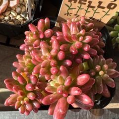 らぴ様専用❣️古都の葉さん苗❣️乙女心×ラウ065❣️札付き❗️多肉