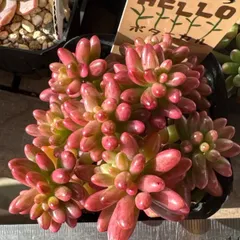 2025年最新】札付き 多肉植物の人気アイテム - メルカリ