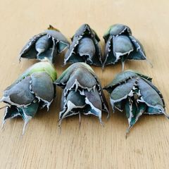 ハオルチア 葉挿し苗セット② - メルカリ