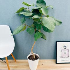 現品］☆おしゃれ☆ 29番 フィカス アルテシマ 曲がり 7号 観葉植物