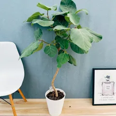 現品　フィカス　ゴムの木　エベレスト　39　曲がり　フィカスエベレスト　観葉植物 2025年最新】フィカス エベレストの人気アイテム - メルカリ