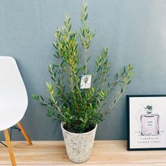 現品］【希少】☆おすすめ☆ 8番 アガベ アテナータ レイオブライト