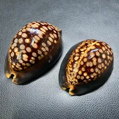 2026年最新】タカラガイの人気アイテム - メルカリ