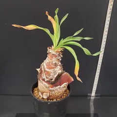 2025年最新】ブーファン ディスティチャの人気アイテム - メルカリ