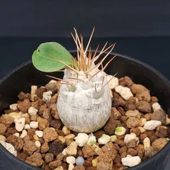 2025年最新】ナマクアナムの人気アイテム - メルカリ