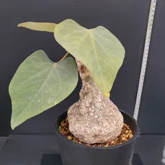 2025年最新】アデニア クリスタルグリーンの人気アイテム - メルカリ