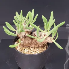 2025年最新】万物想の人気アイテム - メルカリ