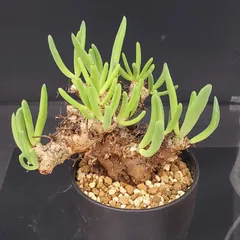 2025年最新】万物想の人気アイテム - メルカリ