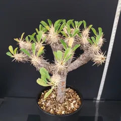 2025年最新】ユーフォルビア ギラウミニアナの人気アイテム - メルカリ