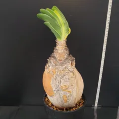 2025年最新】ブーファン ハエマンソイデスの人気アイテム - メルカリ