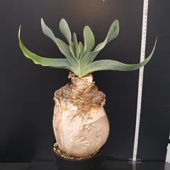 2025年最新】ブーファン ハエマンソイデスの人気アイテム - メルカリ