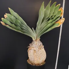 2025年最新】ブーファン ハエマンソイデスの人気アイテム - メルカリ