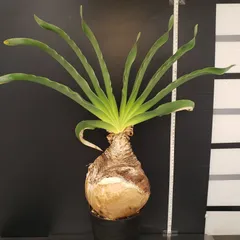 ブーファンハエマンソイデス ブーファンハエマンソイデス ブーファンハエマンソイデス | STORES