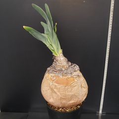 H460【自社養生株】ブーファン ハエマンソイデス（現地球・発根株