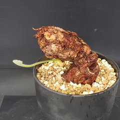 2025年最新】ペラルゴニウムトリステの人気アイテム - メルカリ