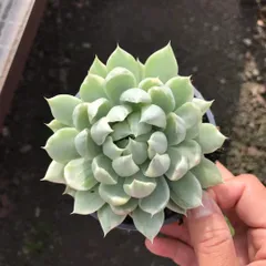 2026年最新】多肉植物 マリア錦の人気アイテム - メルカリ