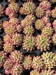 新発売　XQS117　花火　105苗セット　土と根付き　多肉植物　エケベリア　韓国苗　サボテン　詰め合わせ　寄せ植え