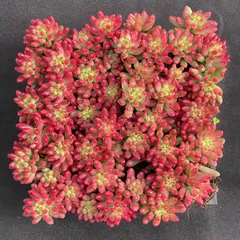 2025年最新】多肉 エケベリア セットの人気アイテム - メルカリ