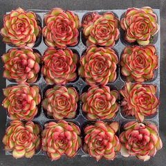 大人気セット ホタル MZ7×16株 土付き  詰め合わせ 韓国苗 多肉植物  エケベリア サボテン