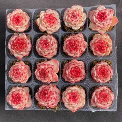 2025年最新】多肉 エケベリア セットの人気アイテム - メルカリ