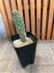 2026年最新】キリンドロの人気アイテム - メルカリ