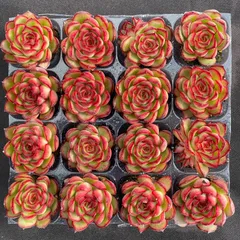 初心者向け　MZ7　ホタル　16苗セット　多肉植物　エケベリア　第四種郵便にて発送