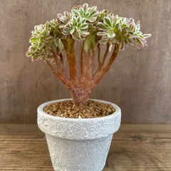 2026年最新】アエオニウム 綴化の人気アイテム - メルカリ