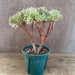6 ユーフォルビア ギラウミニアナ 塊根植物 コーデックス グラキリス