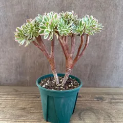 2026年最新】アエオニウム 綴化の人気アイテム - メルカリ