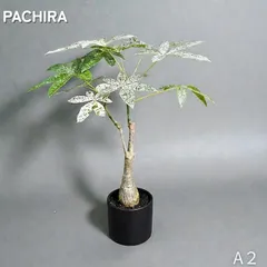 2025年最新】パキラ ミルキーウェイの人気アイテム - メルカリ