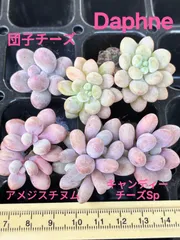 多肉植物 ぷくぷく♡小苗セット 2026年最新】ぷくぷく多肉の人気アイテム - メルカリ