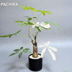 実生｜パキラ ミルキーウェイ 大型5株｜セール期間の出品！ 実生｜パキラ ミルキーウェイ 大型5株｜セール期間の出品！ - メルカリ